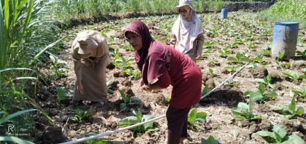 APLIKASI JAMUR TRICHODERMA DARI DINAS PERTANIAN DAN KETAHANAN PANGAN DIY 